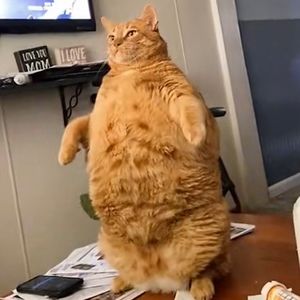 Meet your Posher, Bridgette